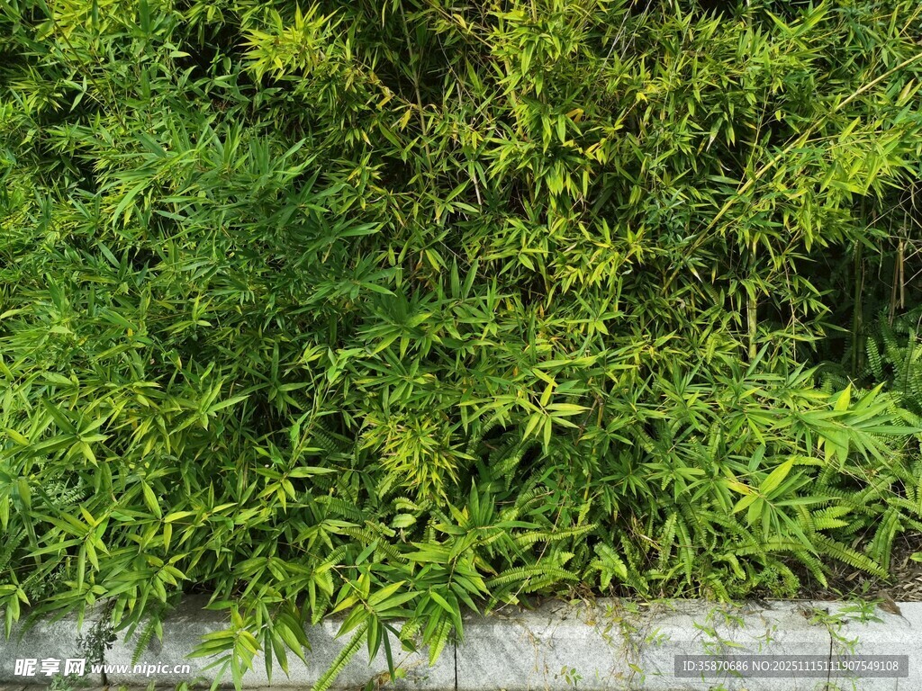 翠绿繁茂的墙边植物