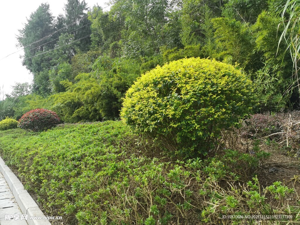 绿意盎然的园林景观