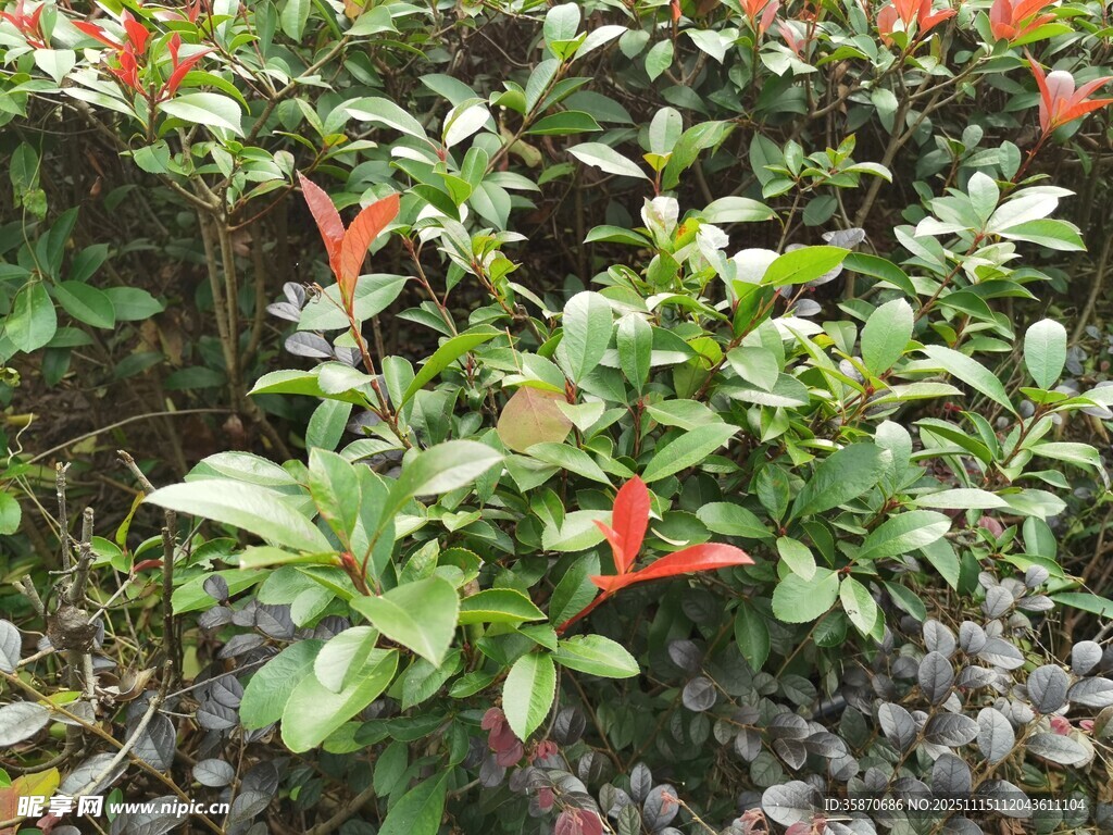 绿叶间的艳红花朵