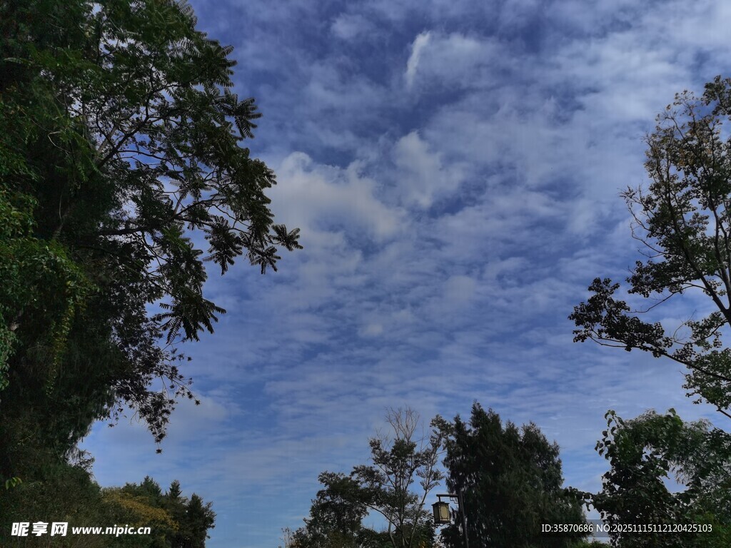 仰望蓝天绿树间的云彩