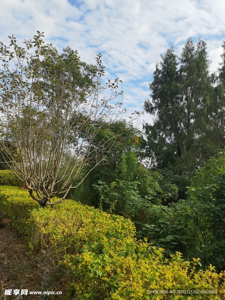 绿意盎然的户外自然景致