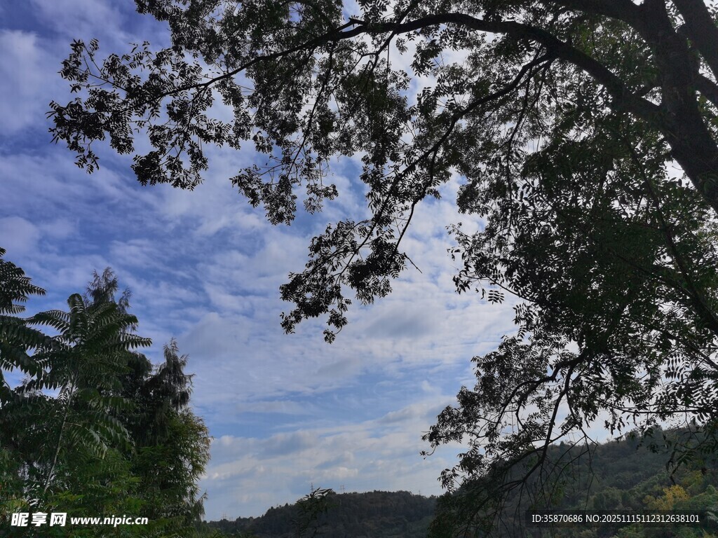 林间树梢望蓝天