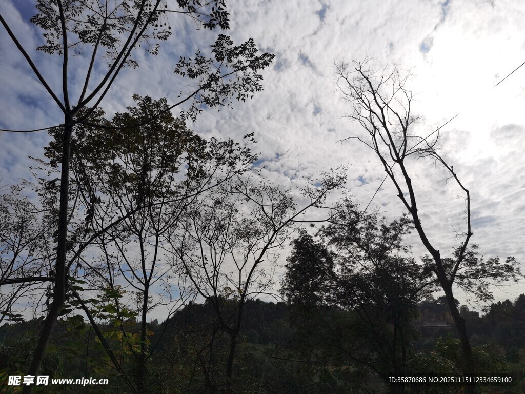 阳光下的树林景象