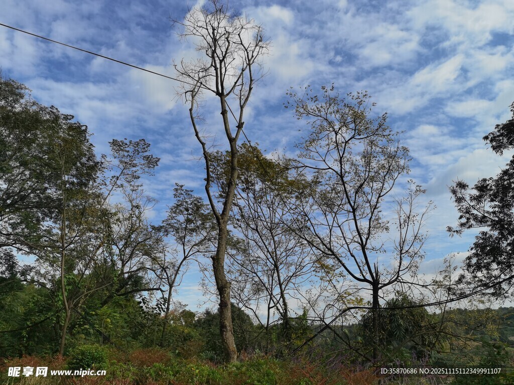 枯树立于蓝天绿野间