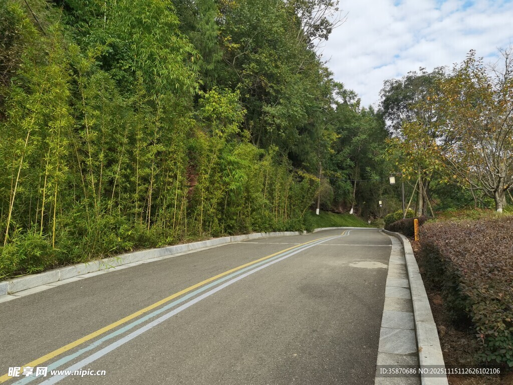 林间公路绿意盎然的风景