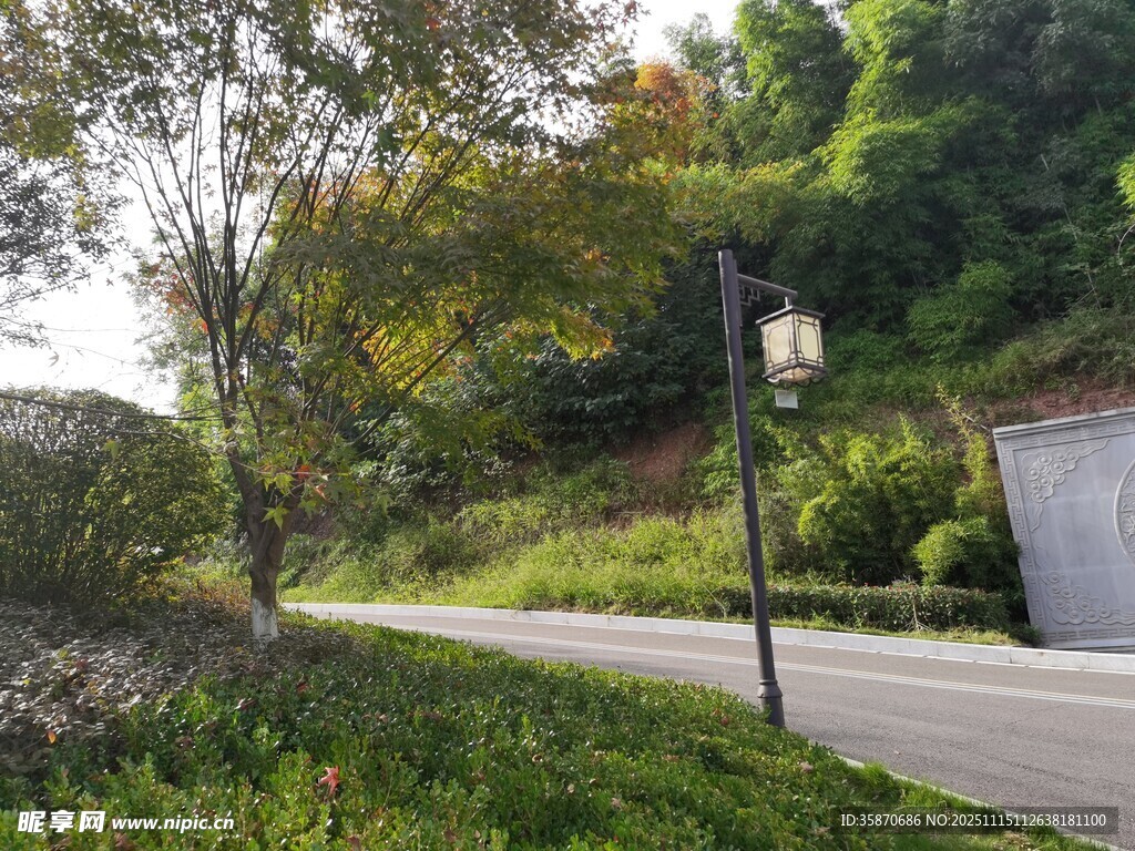 蜿蜒路边绿意盎然的景致