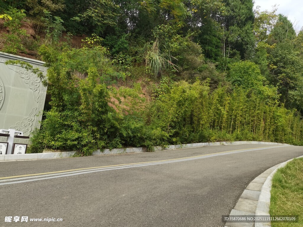 蜿蜒公路旁的葱郁绿植
