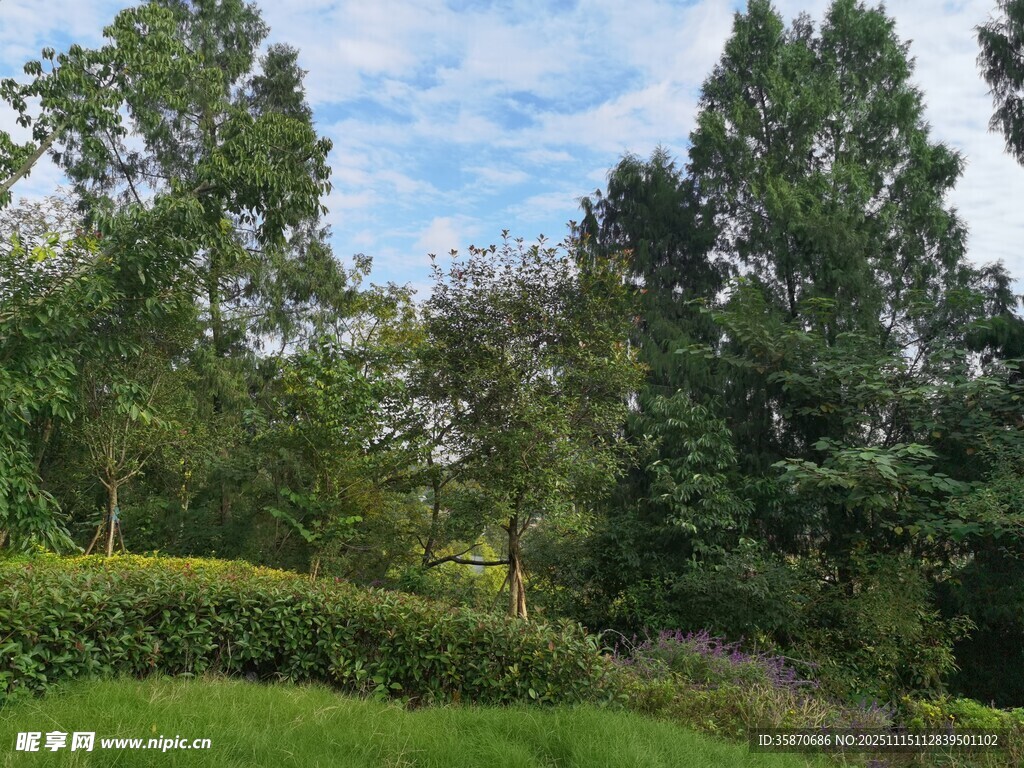 绿意盎然的户外自然景观