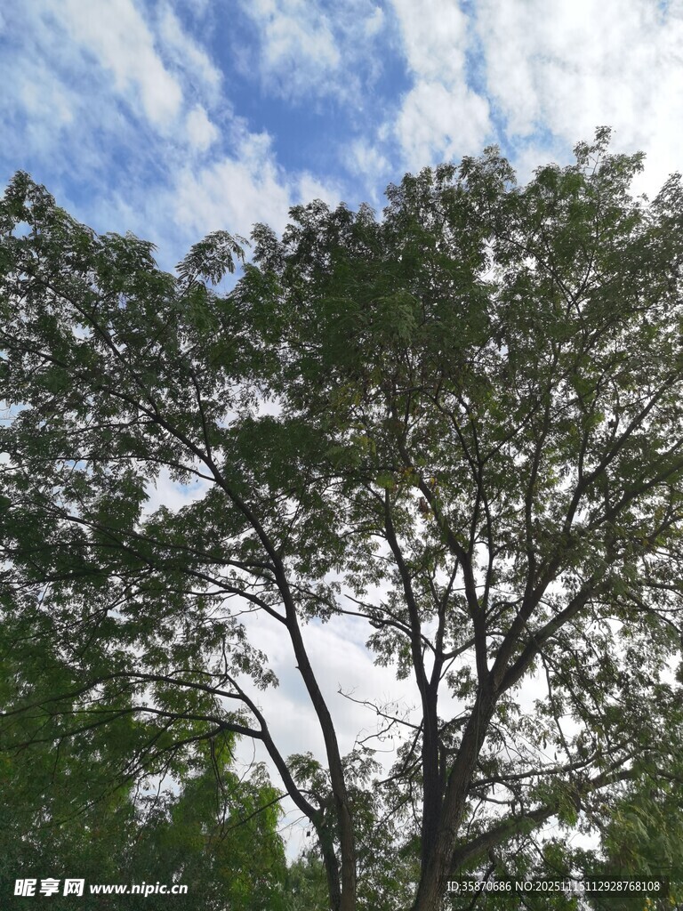 蓝天白云下的繁茂树木