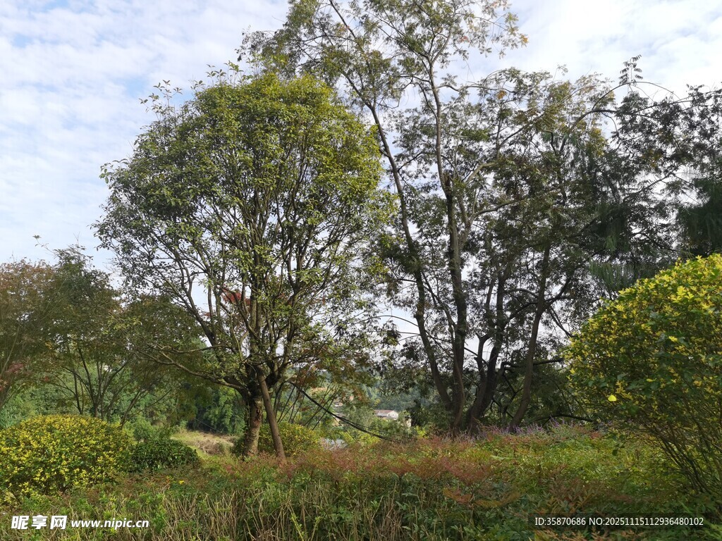 户外绿意盎然的自然景观