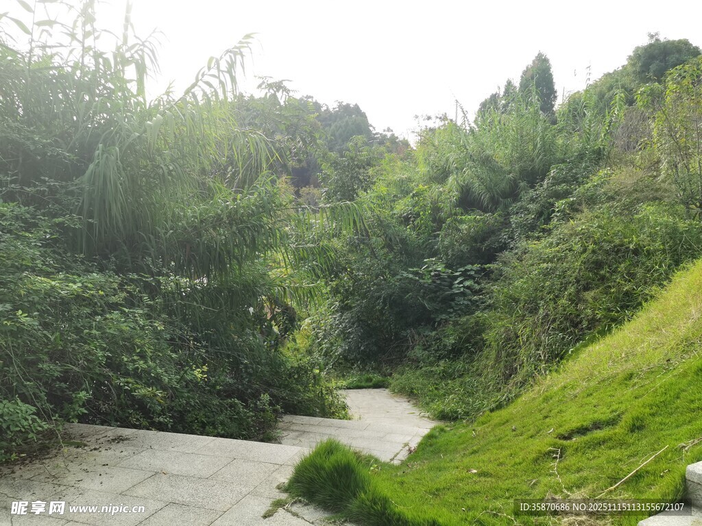 山间溪流旁的葱郁景致