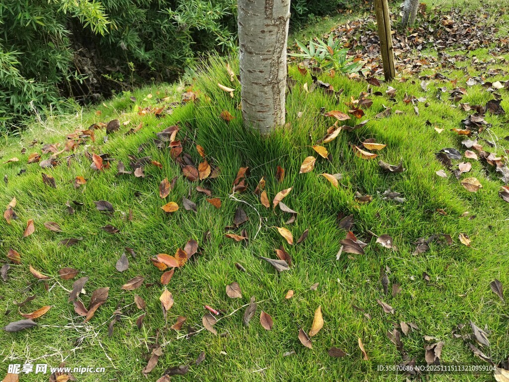 树下草地落叶景象