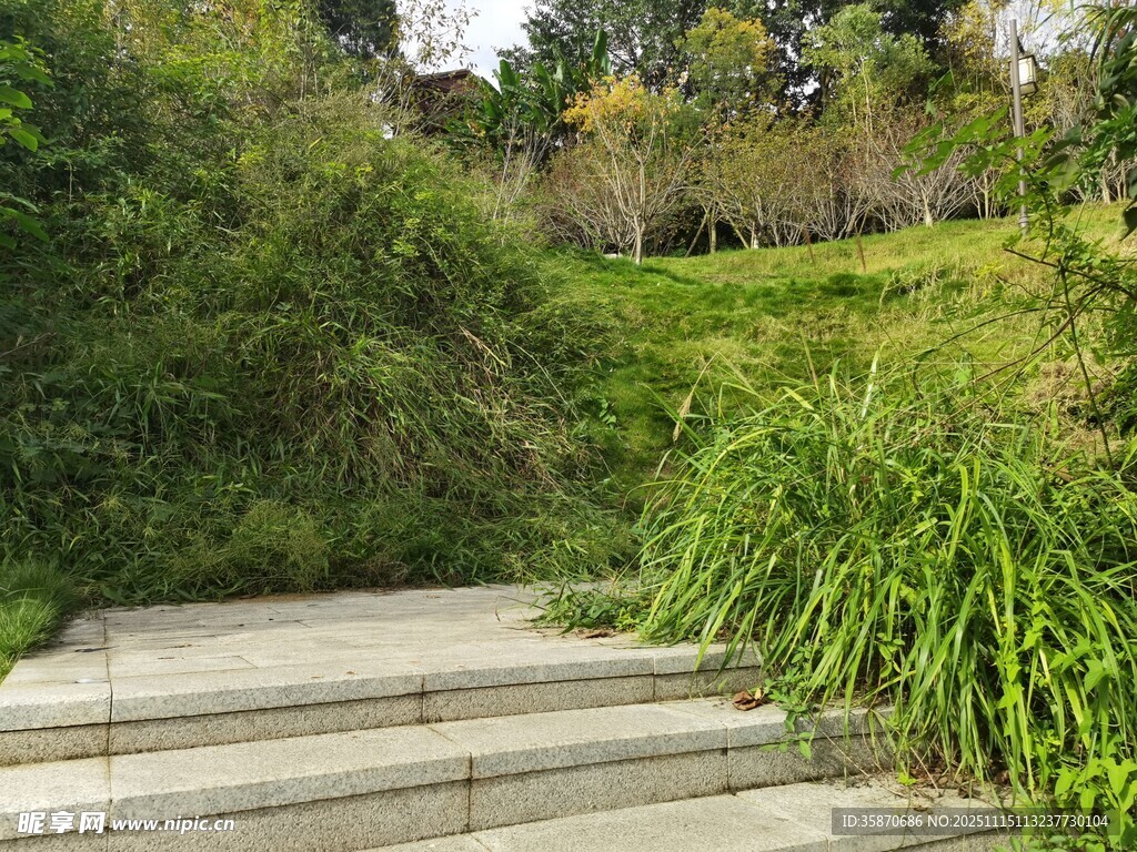 林间石阶绿植环绕的景致