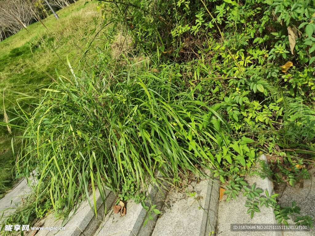 路边繁茂绿植景观