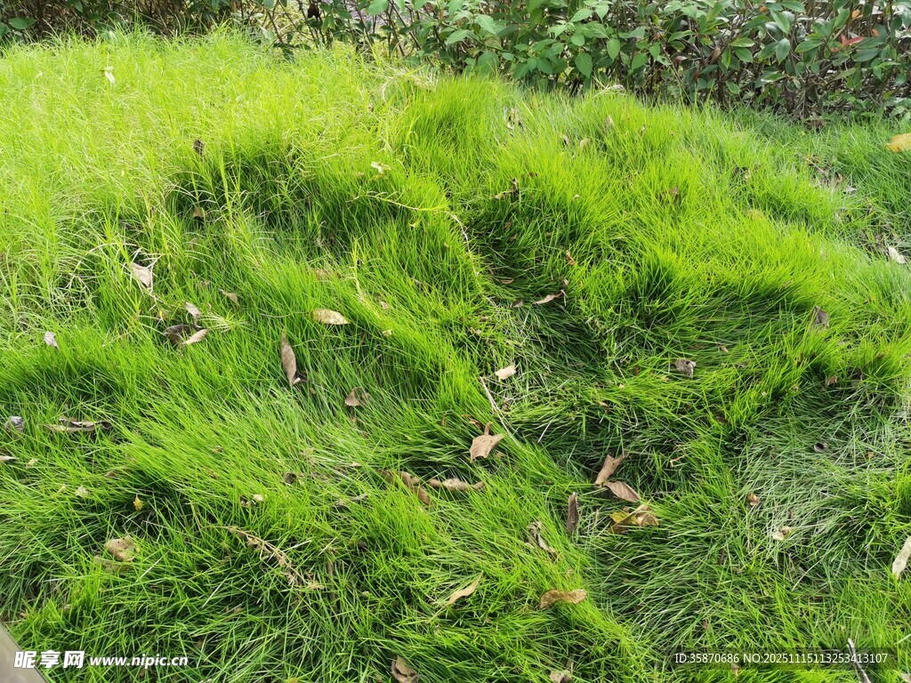 翠绿茂盛的野草景观