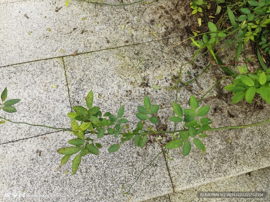 石缝中生长的绿色植物