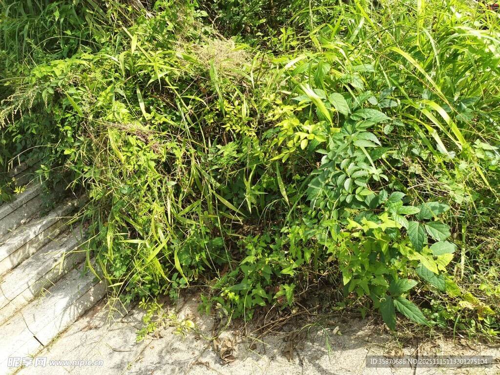 路边繁茂的绿色植物