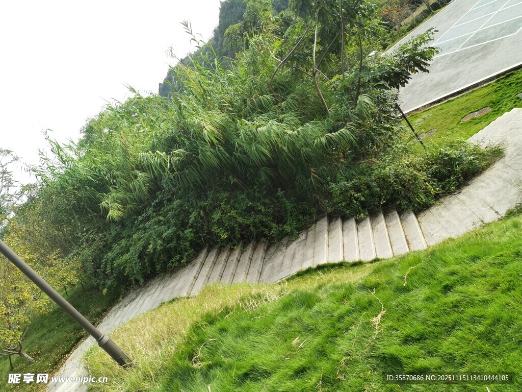 蜿蜒小径旁的绿植景观