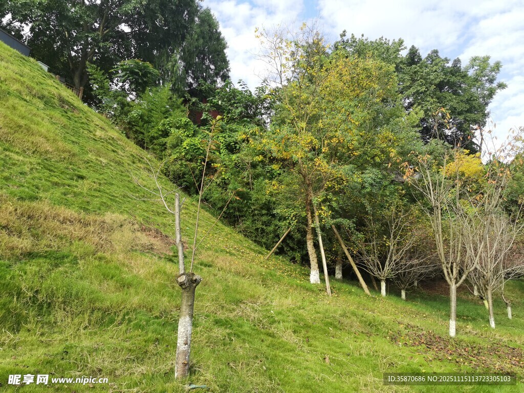 绿意盎然的山坡与树木