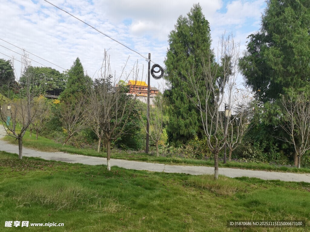 公园小径旁的绿树与草地