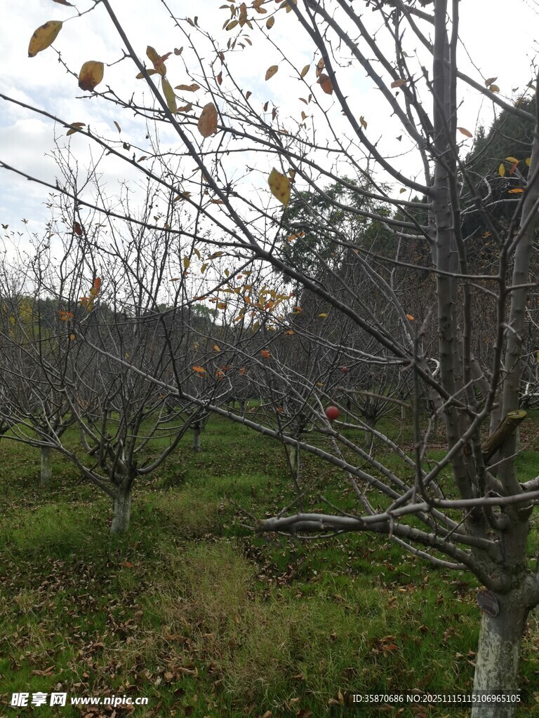 秋日果园景象