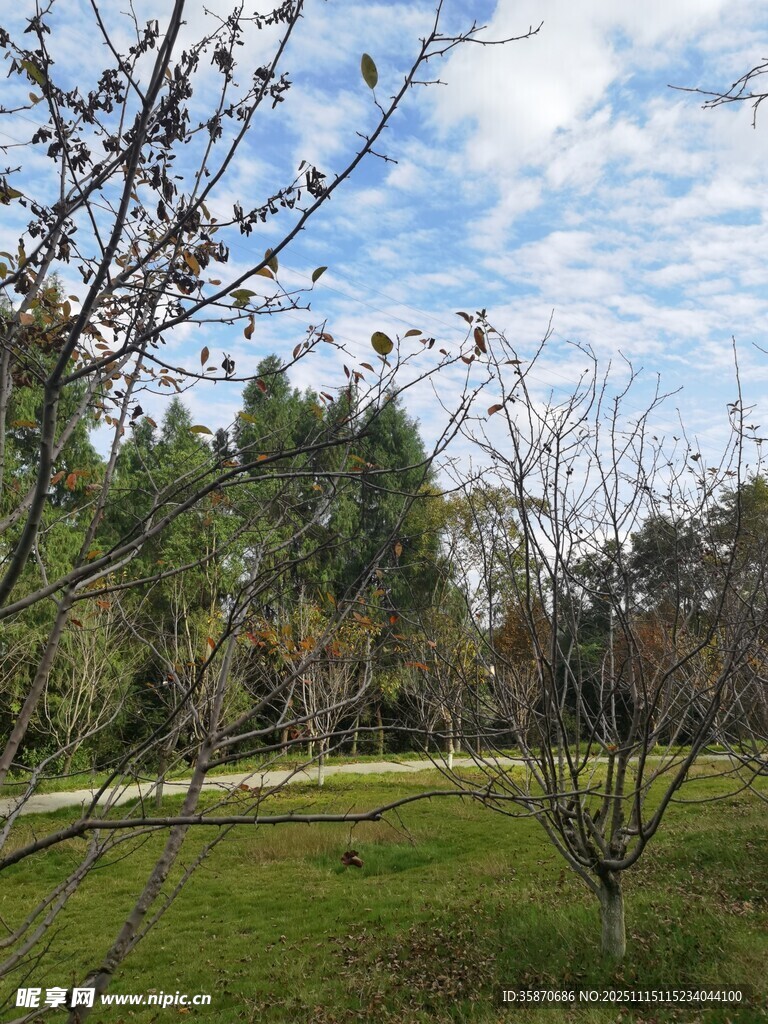 春日郊野树木与草地景色