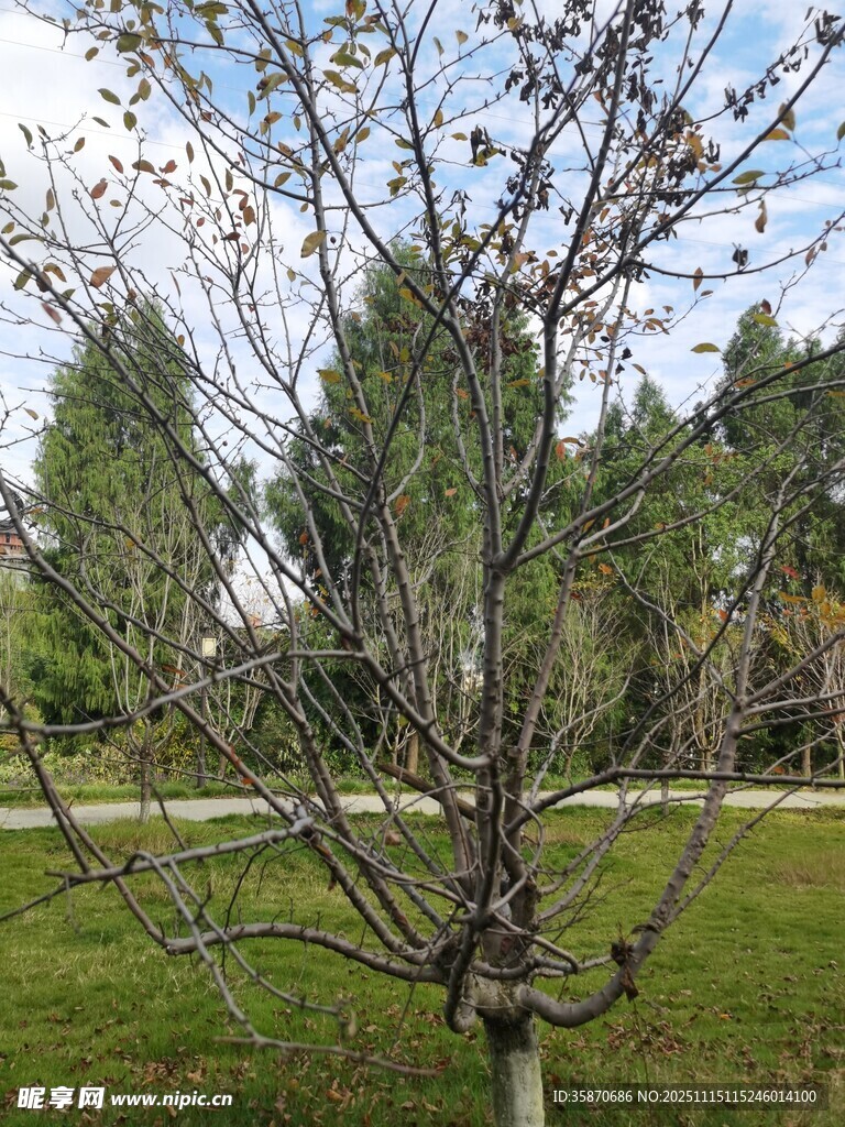 春日光秃树枝与葱郁背景