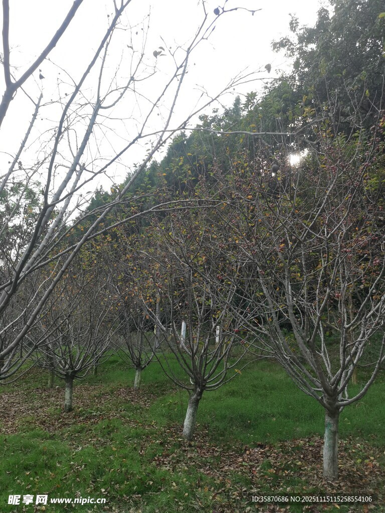 冬日果园树木静待春归