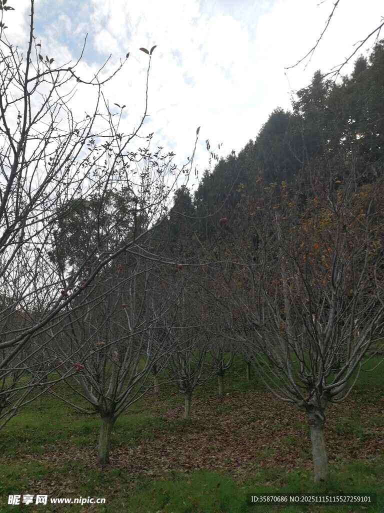 冬日果园树木萧瑟景象