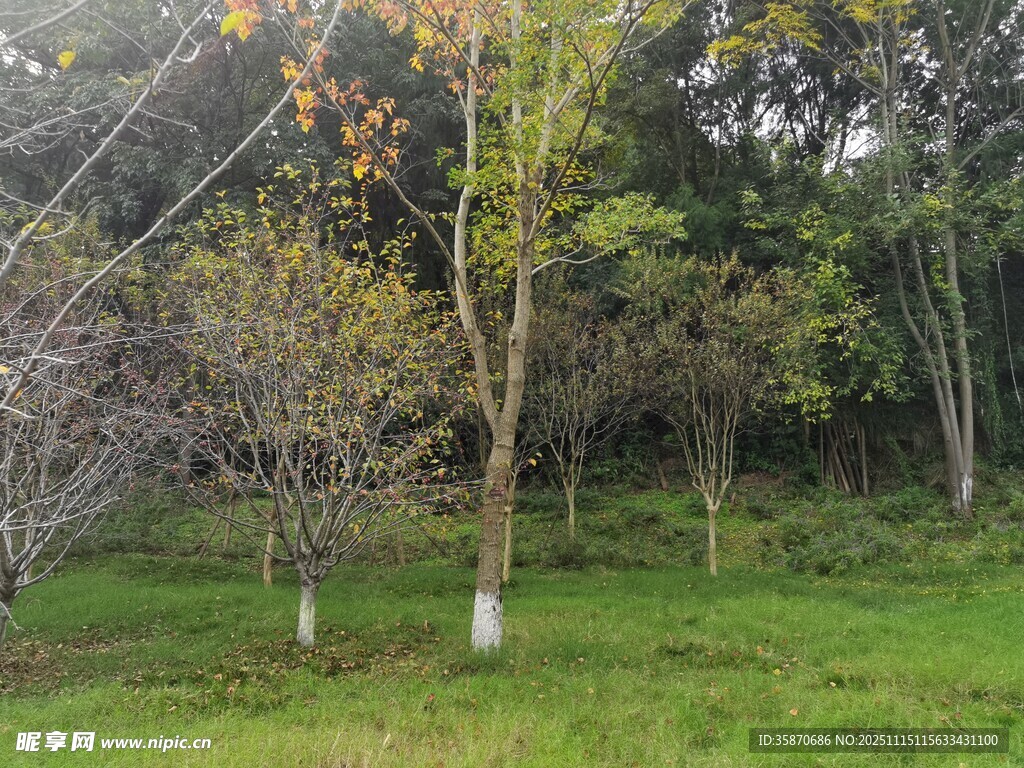 秋日林间草地景色