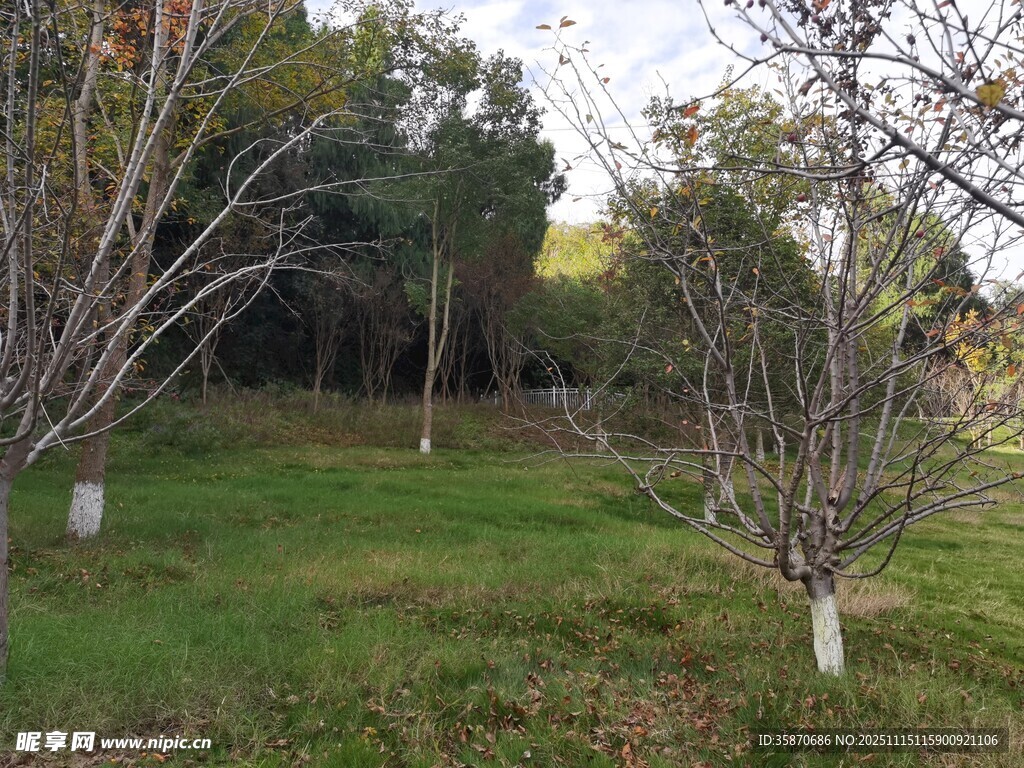 秋日林间草地树木景致