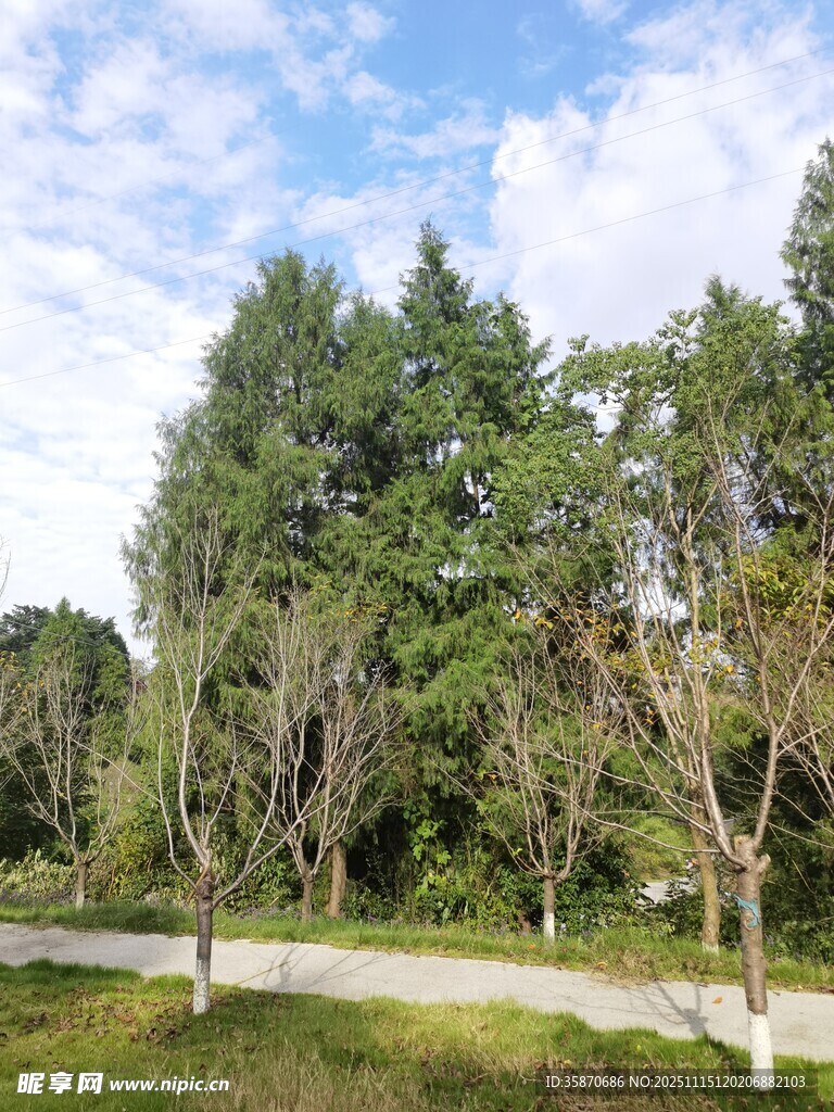 林间小道旁的葱郁树木