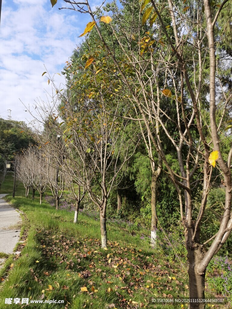 林间小径繁花绿树相伴