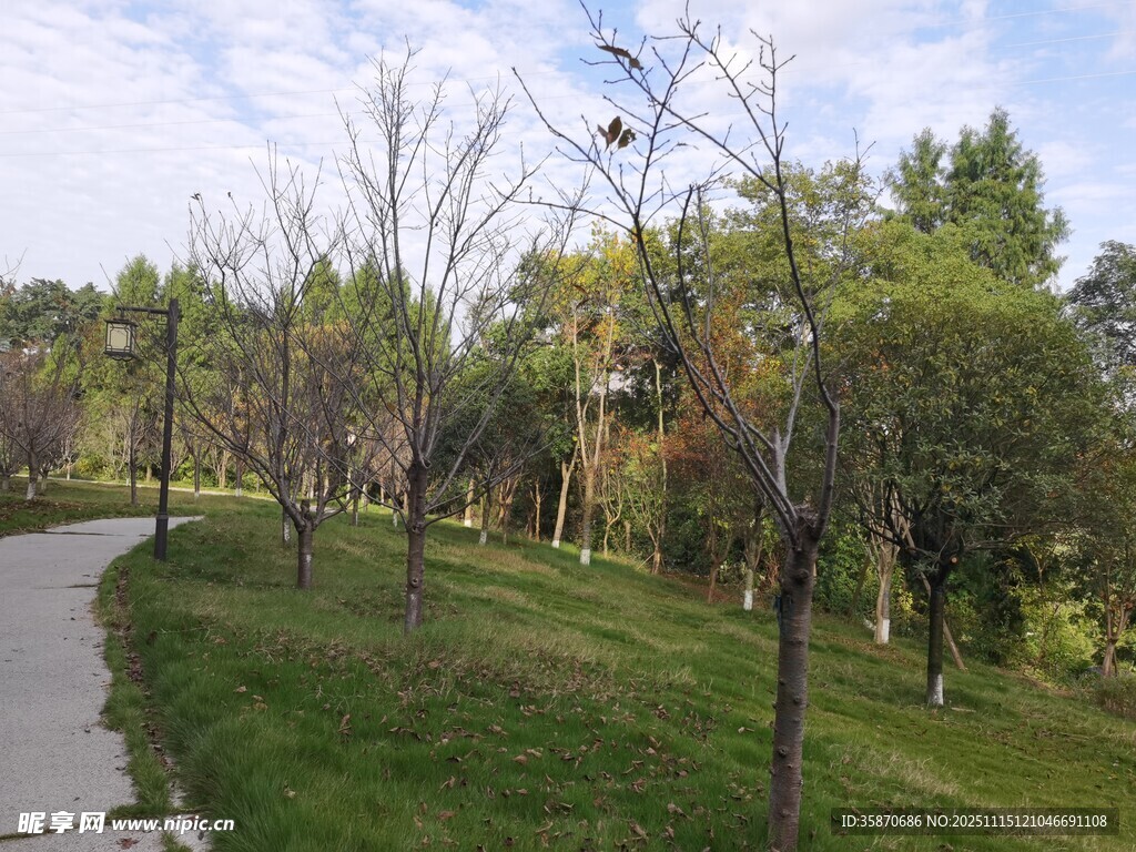 林间小径秋日公园景致