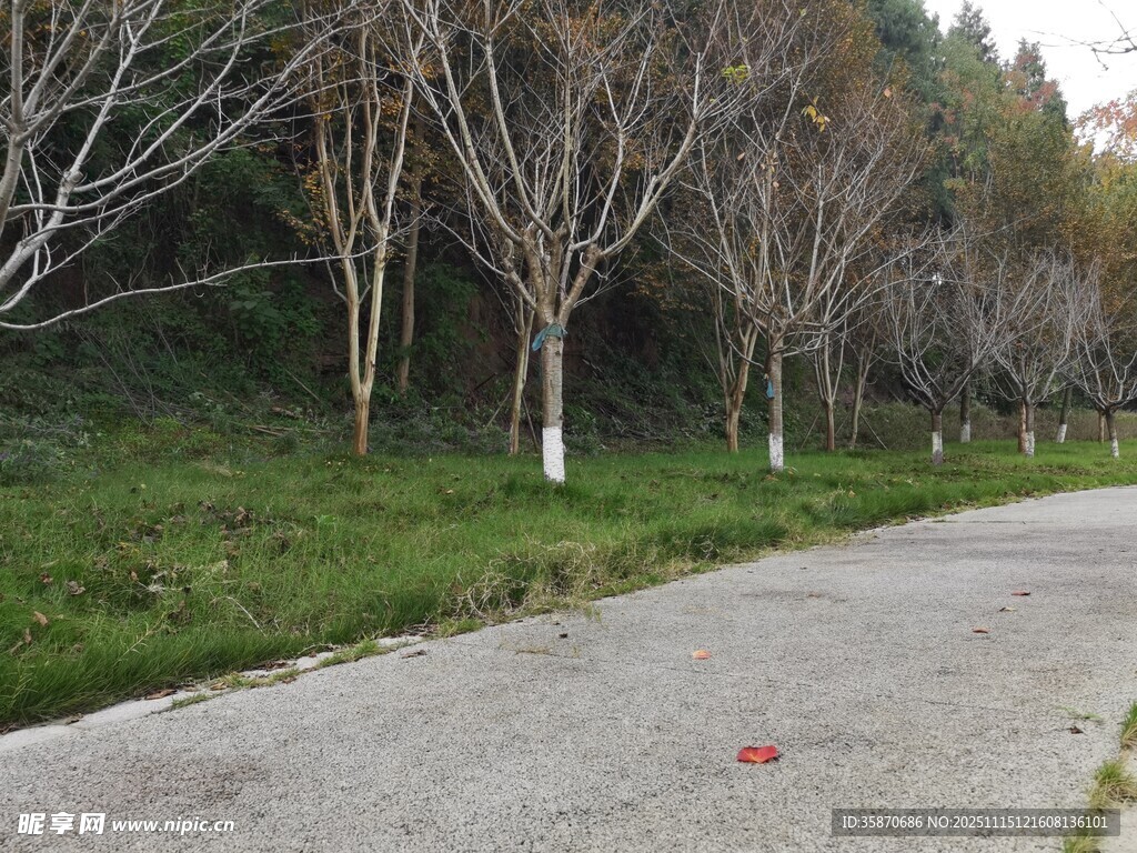 林间水泥路树木与草地