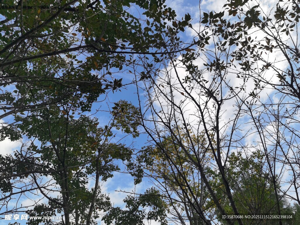 林间蓝天与枝叶美景