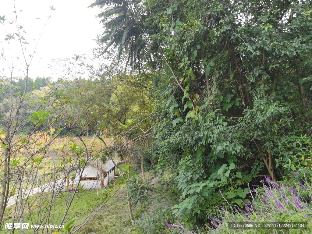 山林间的绿意景致