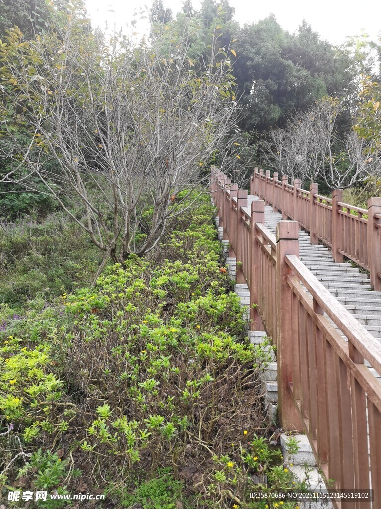 林间木质栈道绿意盎然