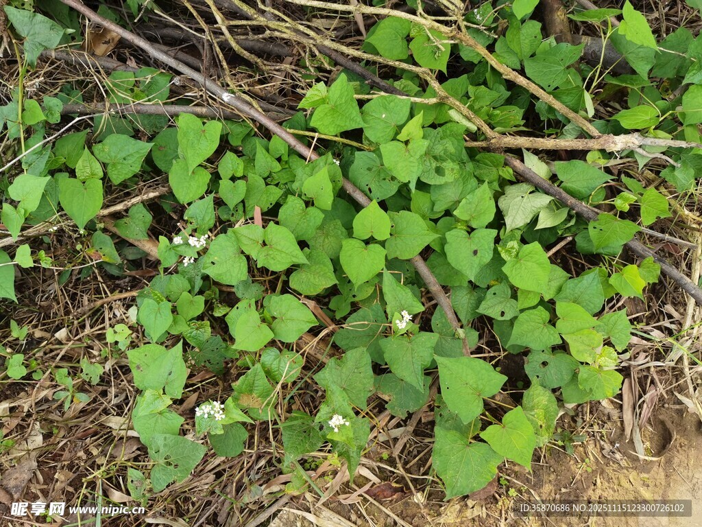 地面生长的翠绿藤蔓植物