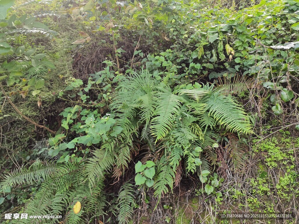 茂密丛林中的蕨类植物