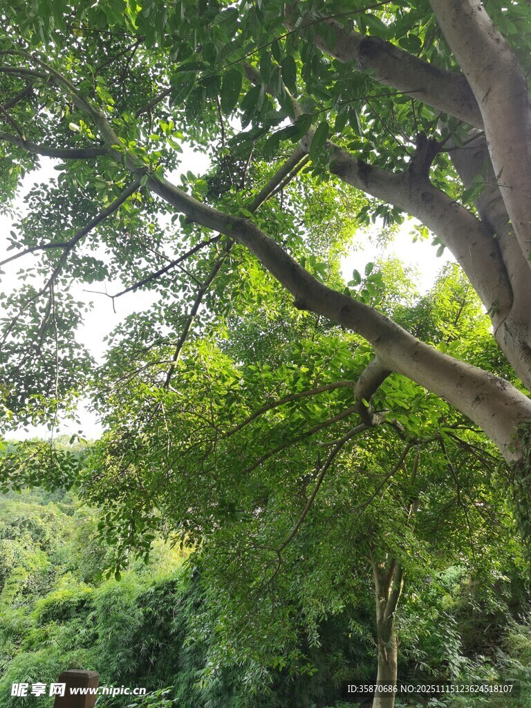 繁茂绿树营造自然景致