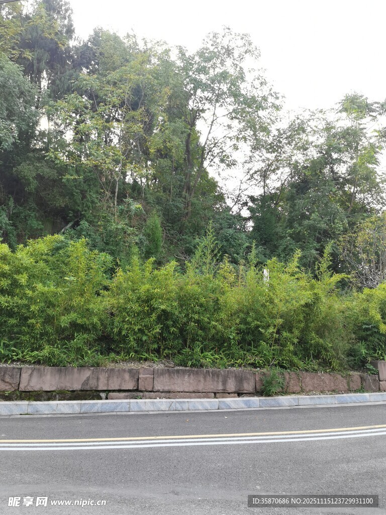 路边绿植景观