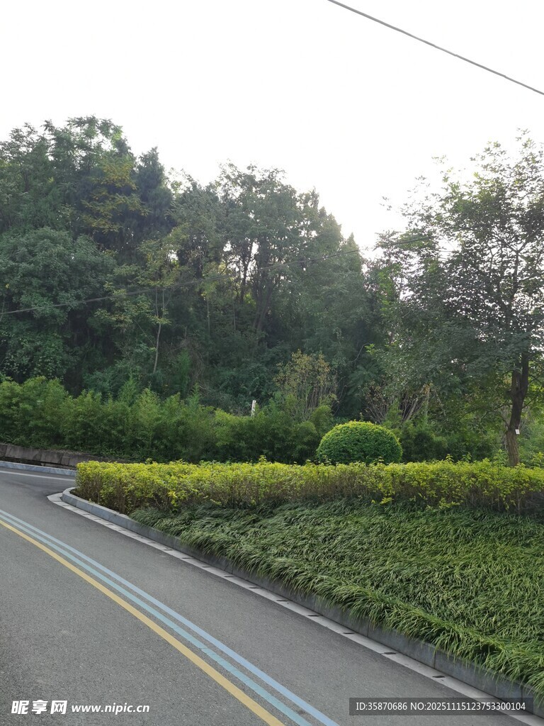 蜿蜒公路旁的葱郁绿植