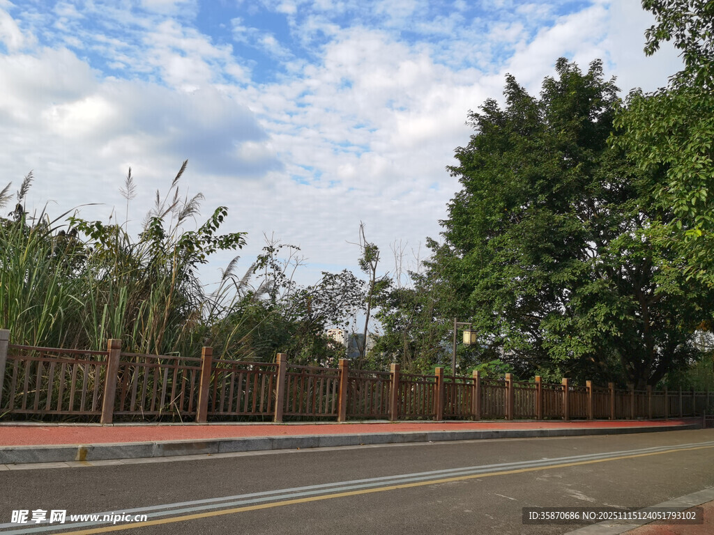 道路旁绿树与围栏景观