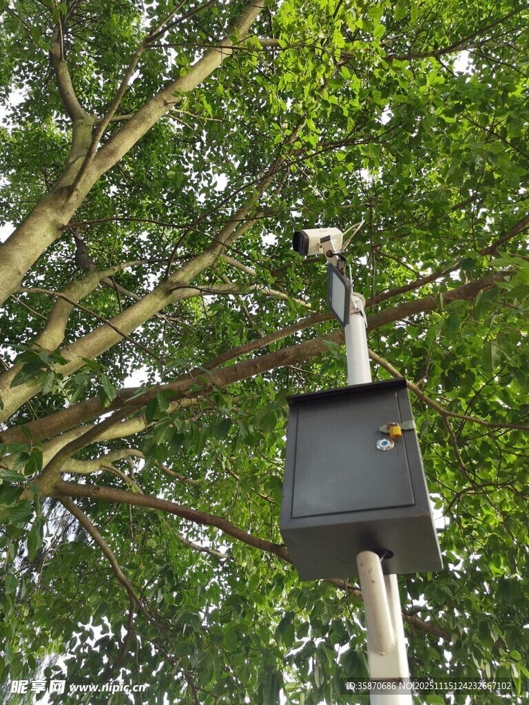 树上的黑色鸟舍