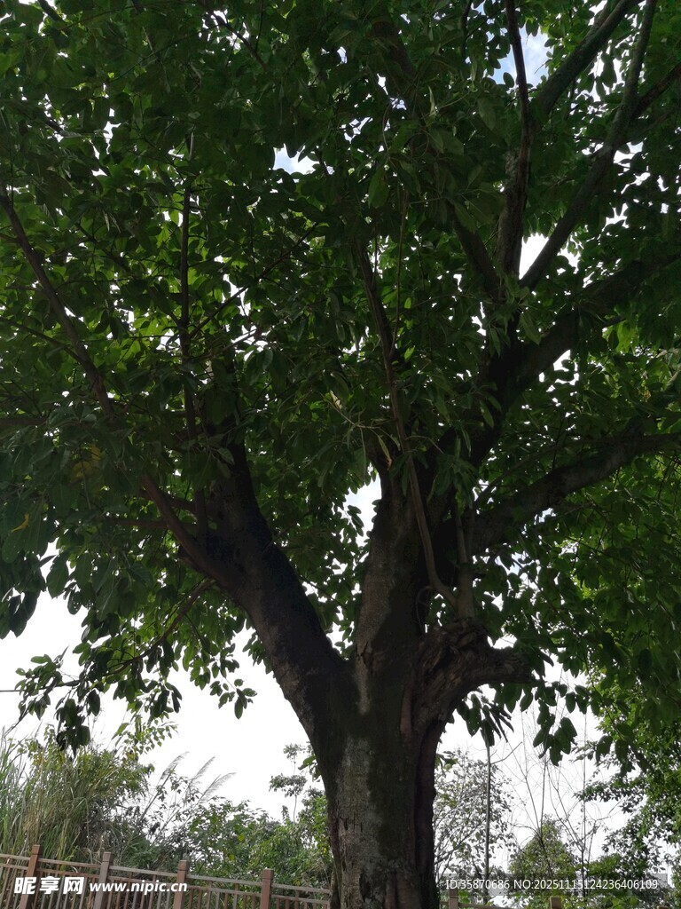 茂盛大树展现自然生命力