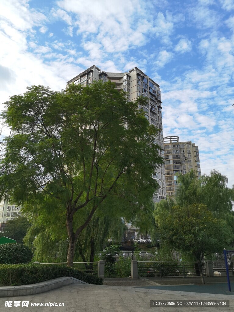 城市绿荫下的高楼景观