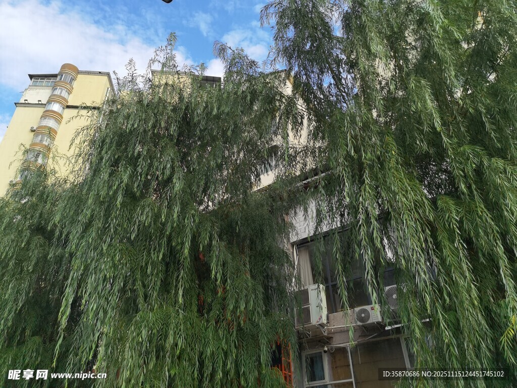 垂柳下的建筑景观