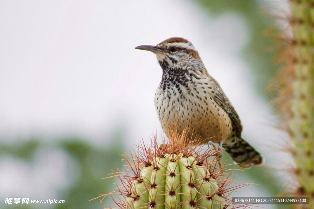 仙人掌上的小鸟