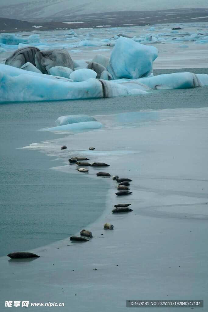 冰原上的企鹅行进之路